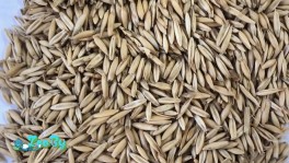 Овес 2мешка 90кг.