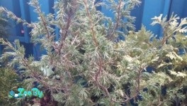 Можжевельник вертикальный 60 см.