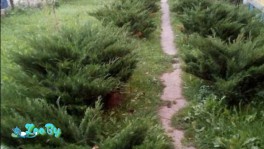 Можжевельник казацкий