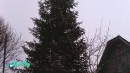 Пихта на корню в черте города