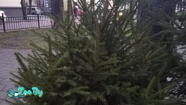 Ель Европейская в горшке