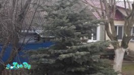 Голубая ель 2-3.5 метра