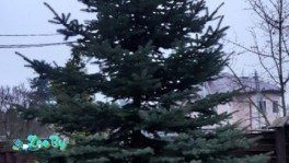 Голубая ель 3-4 метра