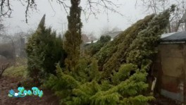 Туи от 3 до 5 метров 2020