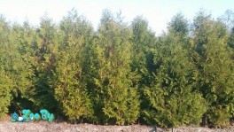 Туя западная для живой изгороди, крупномеры