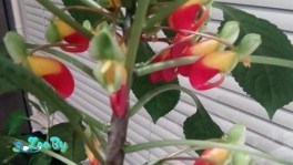 Бальзамин Нианемейский