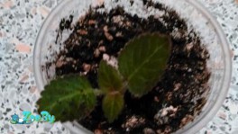 Махровая глоксинии Изабель