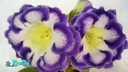 Глоксиния Милая Галина