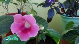 Цветок Глоксиния с горшочком