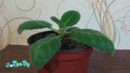 Молодое здоровое растение Глоксиния