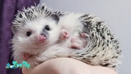 Ручные декоративные ежики.