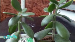 Денежное дерево крупный лист