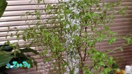 Домашнее растение Гранат