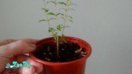 Комнатный карликовый гранат с пластиковым горшком