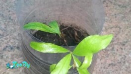 Гранат комнатный, карликовый укоренившийся черенок