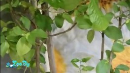 Лимон взрослый плодоносящий