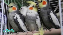 Попугай корелла с доставкой 2 месяца