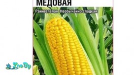 Кукуруза Медовая (6 шт)