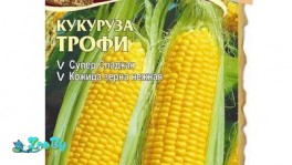 Семена Кукуруза Трофи Голландские семена (2 гр)