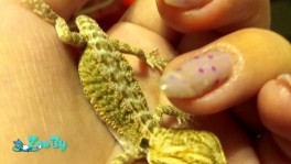 Малыши агам