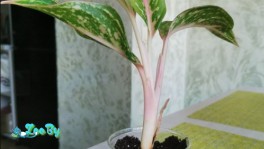 Отросток сотовой аглоанемы