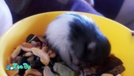 Малыши сирийских хомяков