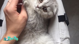 Ищу мальчика скотиш страйт для вязки 