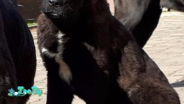 Щенок САО(алабай) -девочка 