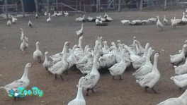 Гуси, яйца гусиные