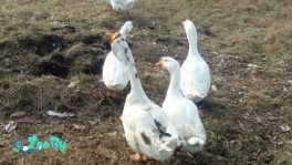 Гуси смесь Холмогор и Линда чистокровные срочно