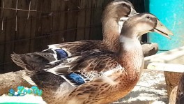 Продам инкубационное яйцо башкирской утки