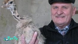 Африканские страусы в Мозыре