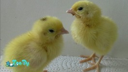 ПЕРЕПЕЛ Техасский 