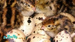 Перепелы 1-5 дней 1 руб., 6-11 дней 1.5 руб.