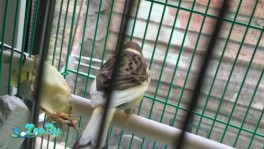 Маленький Кенар