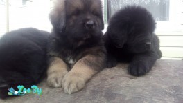 Предлагаются к продажи щенки тибетского мастифа