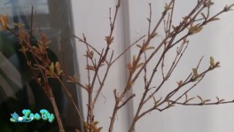 Комнатный гранат сорта Карфаген