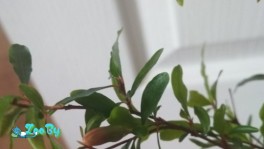 Гранат комнатный