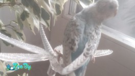 Волнистый попугай 40 дней