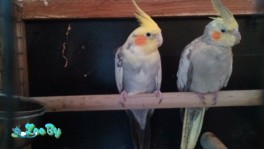 Продам пару Корелл