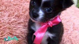 Продаётся девчонка чихуахуа родилась 07.02.20
