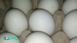 Инкубационные яйца чистопородных кур