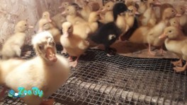 Гусята породы линда