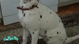 Щенок Далматин