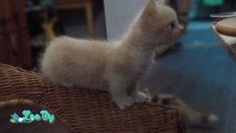 Манчкин(короткие лапки), чудесный котенок 4 месяца