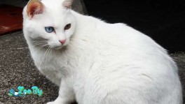 Анатолийская кошка продажа