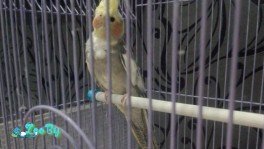 Попугай Корелла мальчик 4 месяца с клеткой