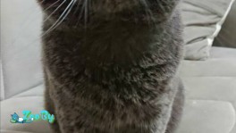 Шотландский вислоухий кот ищет кошку для вязки, бесплатно