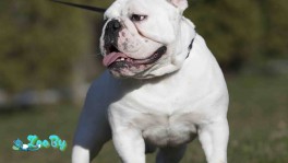 Английский бульдог вязка