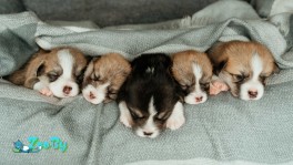 Щенки Вельш Корги Пемброк